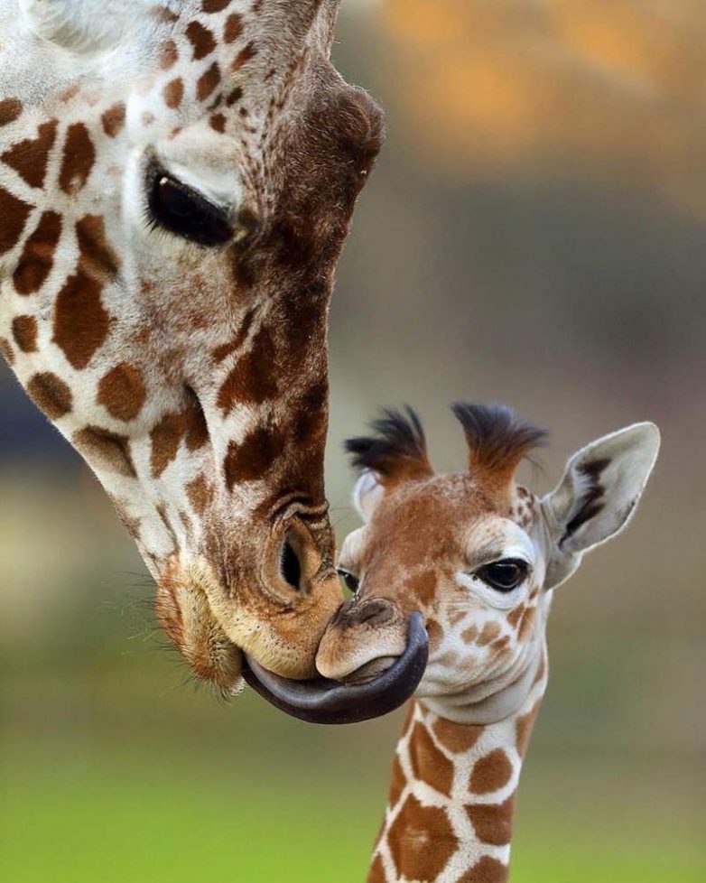 Мамочки и их детки Мамочки и их детки