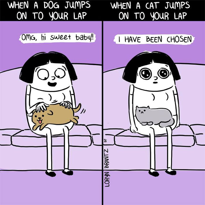 Funny Cats Vs. Dogs Comics