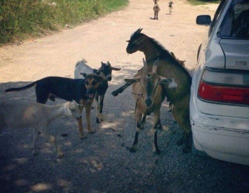 Чужой среди своих, или Свой среди чужих