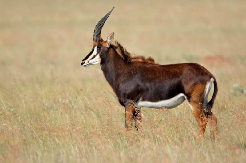 Черная антилопа: описание, среда обитания, особенности вида, размножение, жизненный цикл, характерные признаки и особенности