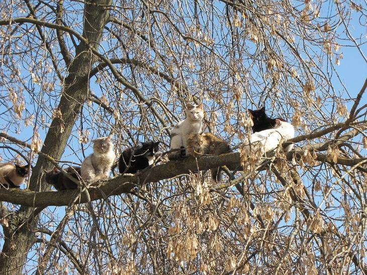 Весенние "летающие" коты)) веселье