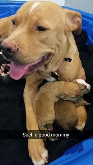 Собака не оставила собственных детей, когда хозяева выкинули их из дома истории из жизни