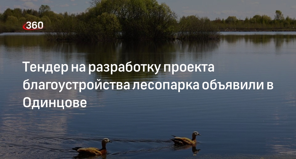 Тендер на разработку проекта благоустройства лесопарка объявили в Одинцове