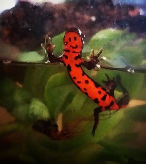 Забавные фотоиллюзии Забавные фотоиллюзии