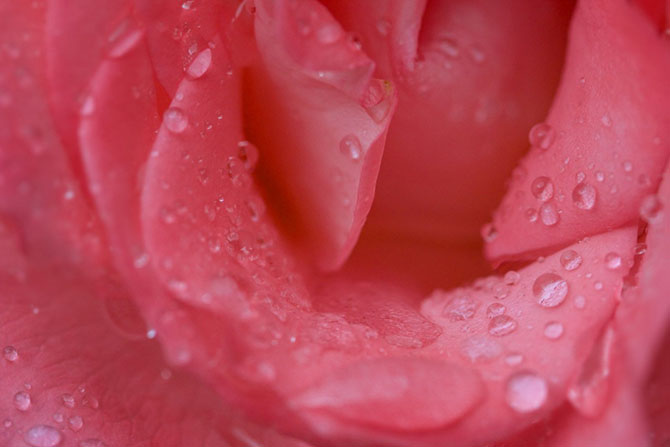 Лучшие макроснимки роз (10 фото)