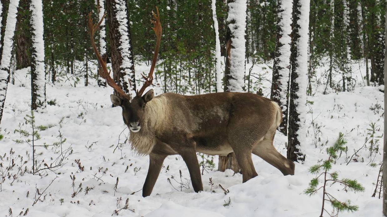 Ямальские ученые узнали, чем питается первый в мире олень-блогер Михалыч