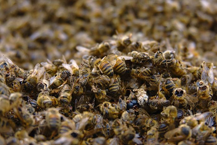  В Бразилии погибло полмиллиарда пчел в течение трех месяцев