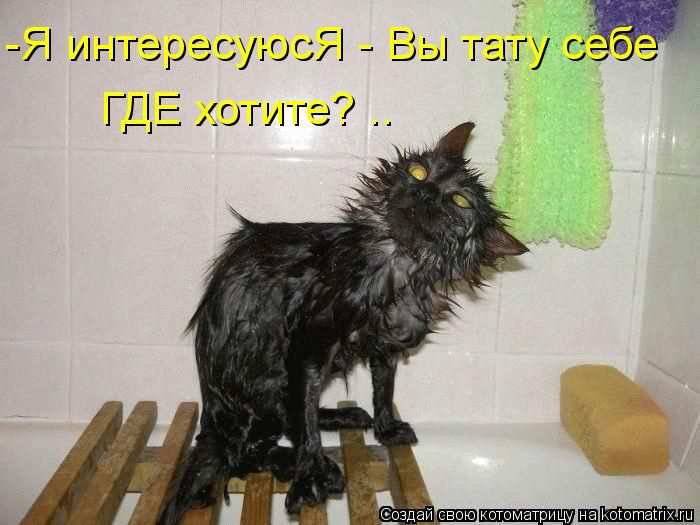 Кошарики :) Кошарики :)