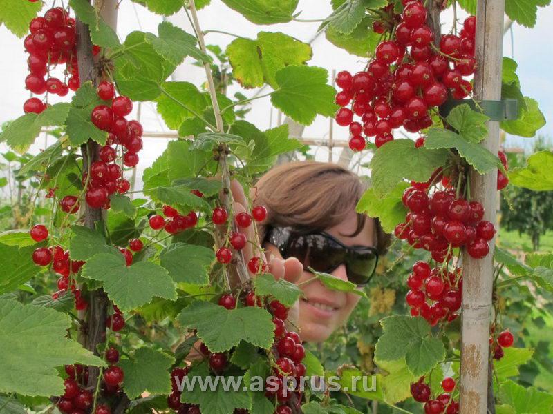 Как превратить куст смородины в дерево