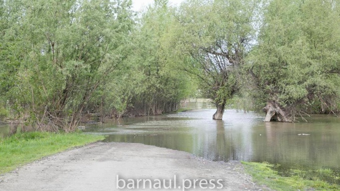 Уровень воды в Оби у Барнаула достиг отметки почти в 500 сантиметров