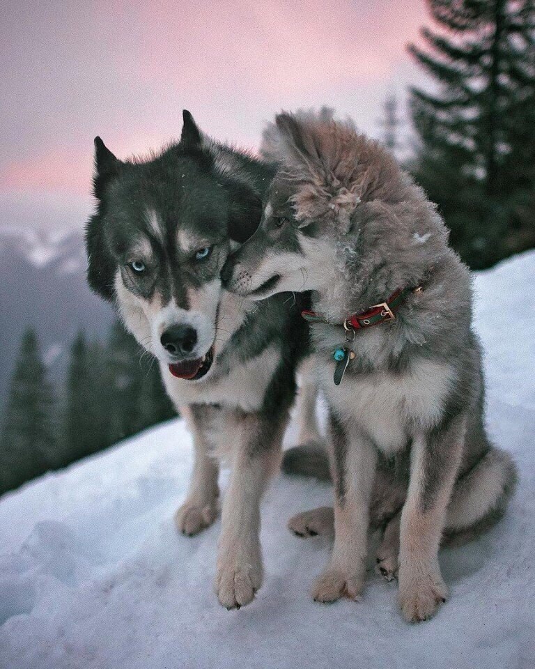 Старый пёс Старый пёс