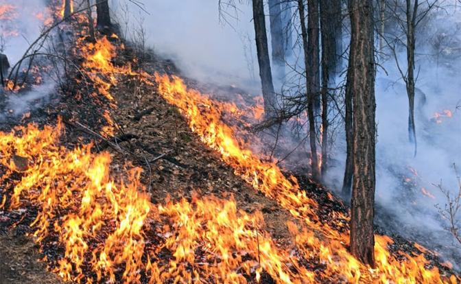 Зачем чиновники поджигают лес и страну, желая повторить ад лета-2010