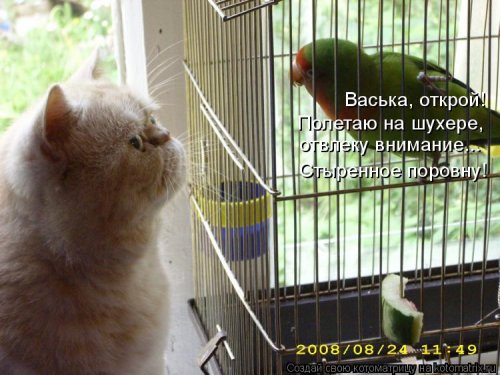 Лучшая котоматрица недели Лучшая котоматрица недели позитив,смешные картинки,юмор