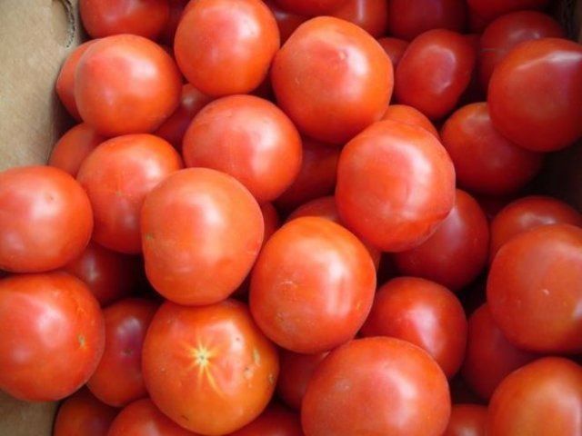 Самые необычные гибриды томатов – мифы и реальность растений, картофель, можно, разным, сортов, скрещивании, только, ученые, растение, итоге, внутри, утверждают, растения, который, после, порядок, семейство, более, которые, гибридами