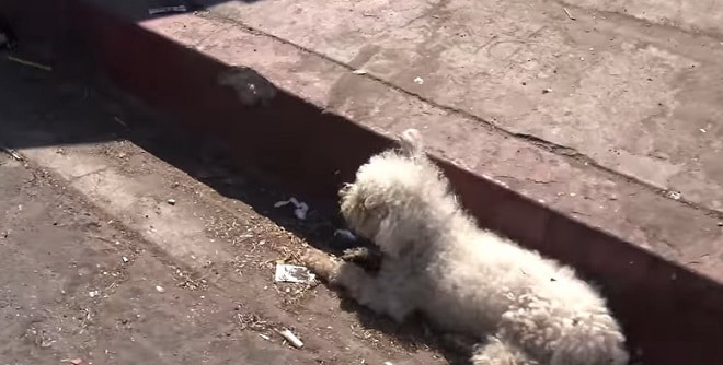 Маленький испачканный пудель долго лежал на дороге. Он не мог подняться! Маленький испачканный пудель долго лежал на дороге. Он не мог подняться! истории из жизни