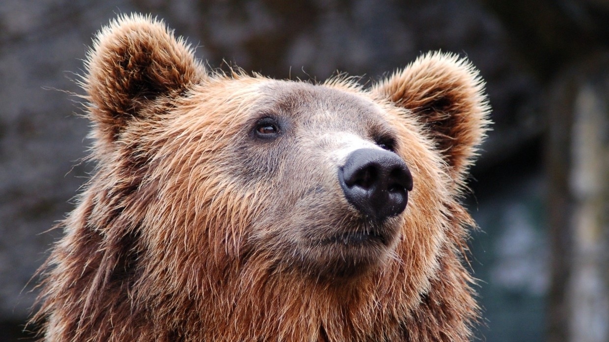 В Красноярском крае туристов спасли от медведей при помощи сигнальной ракеты