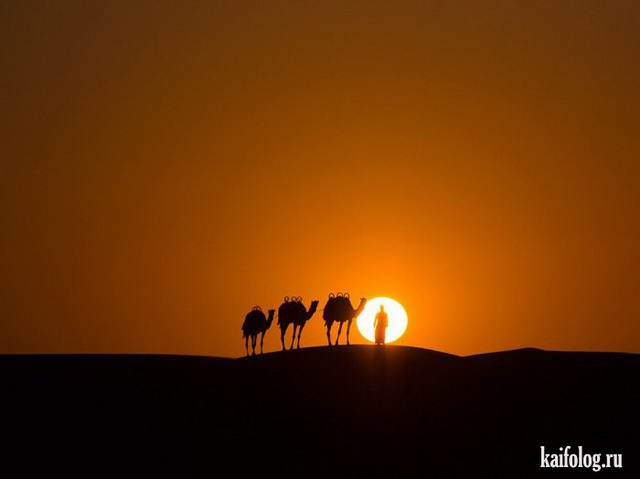 Лучшие фото National Geographic 2015 (75 фото)