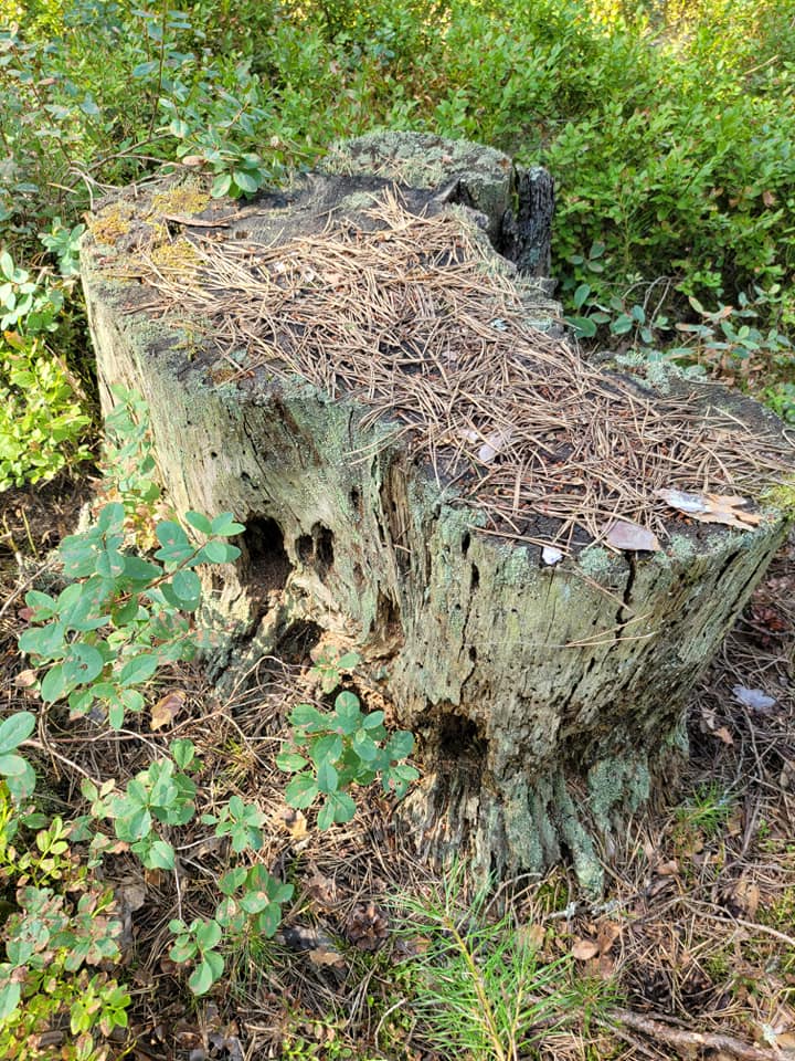 Василий Устюжанин: Лето красное и контрастное Василий Устюжанин: Лето красное и контрастное Общество