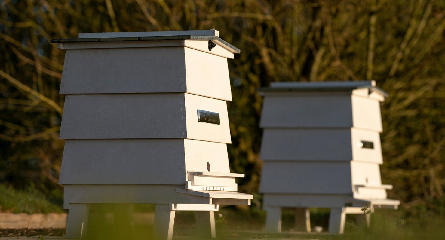 Rolls-Royce открыл вакансию пчеловода, но платить за эту работу не будет Автобизнес