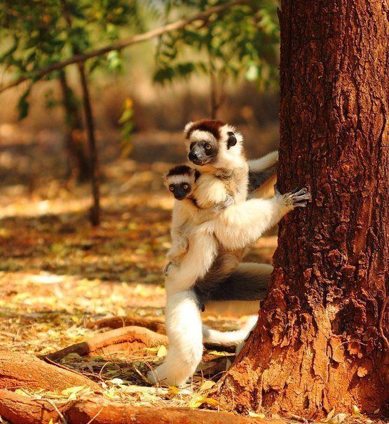 Мамочки и их детки Мамочки и их детки