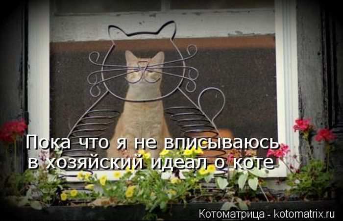 Кошарики :) Кошарики :)