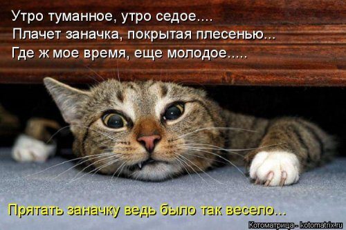 Самые прикольные котоматрицы за прошедшую неделю 