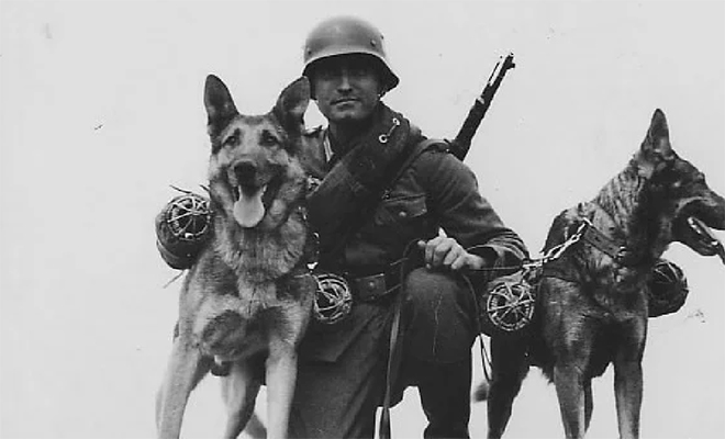 83 года назад немцы пытались создать самую свирепую собаку в мире: породу Дауфмана засекретили