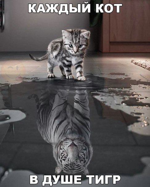 Подборка забавных фотографий и позитивных картинок с надписью со смыслом 