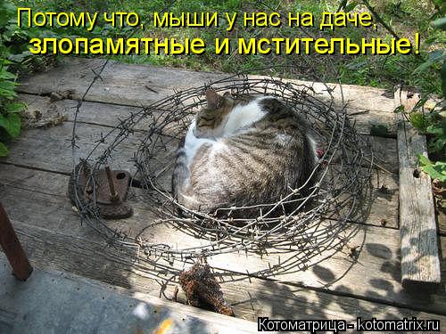 Котоматрица: Потому что, мыши у нас на даче, злопамятные и мстительные!