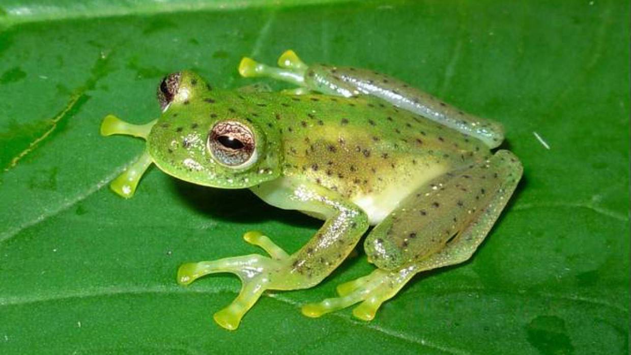 Ученые из Университета Тафтса и Гарварда помогли лягушке отрастить потерянную ногу