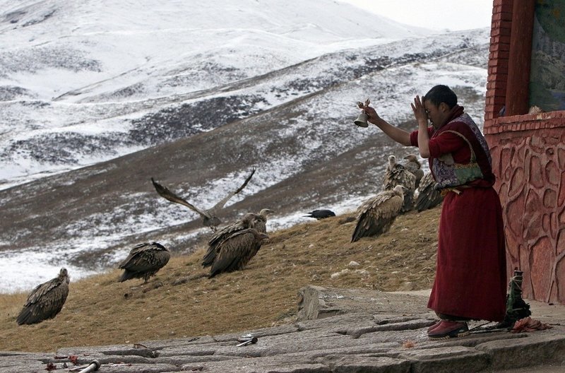 Тибетцы верят, что каждый хоть раз в жизни должен увидеть обряд небесного погребения, чтобы осознать мимолетность и эфемерность жизни буддизм, грифы, небесное погребение, похороны, тибет, факты