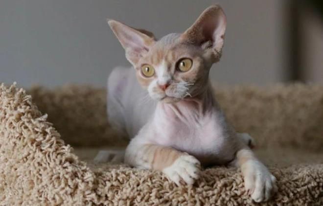 Миниатюрные кошки – 5 самых популярных пород домашние животные,наши любимцы