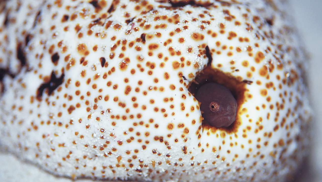 жемчужная рыба внутри морского огурца