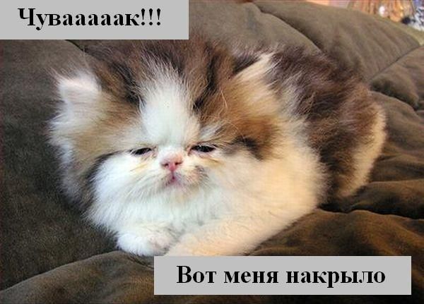 Котоматрица. Мысли вслух :) Котоматрица. Мысли вслух :)