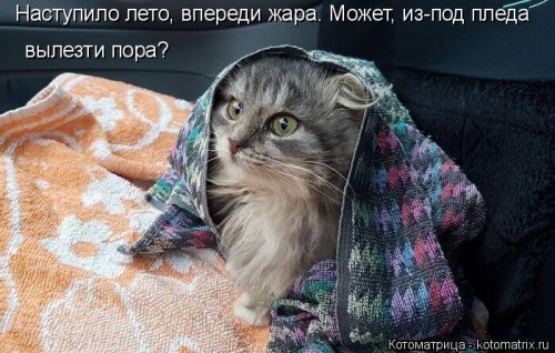 Лучшая котоматрица недели Лучшая котоматрица недели позитив,смешные картинки,юмор
