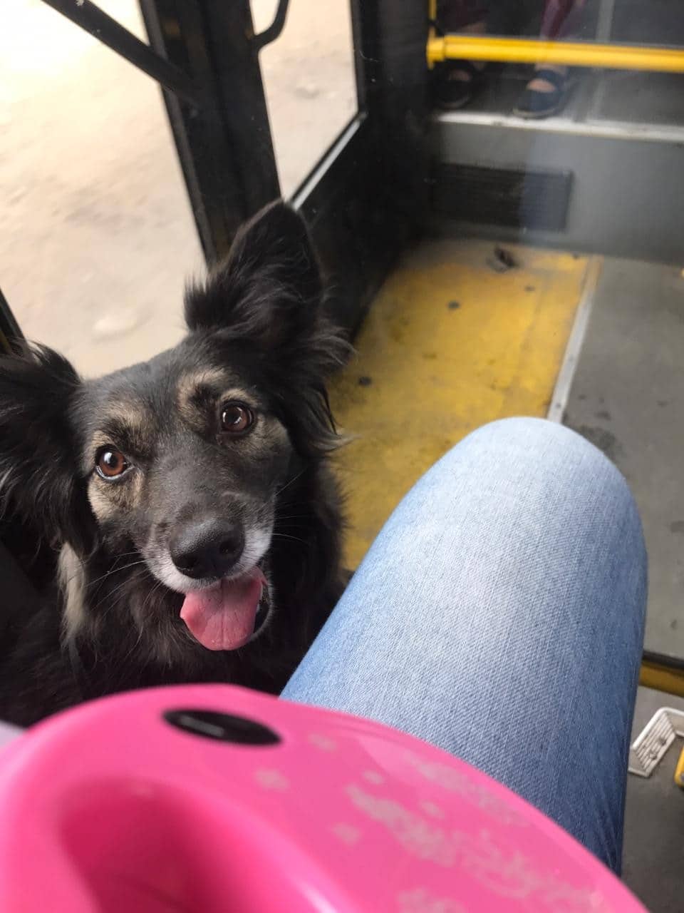 собака в транспорте