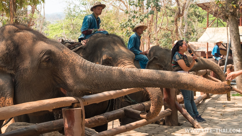 Кормление слонов в Таиланде
