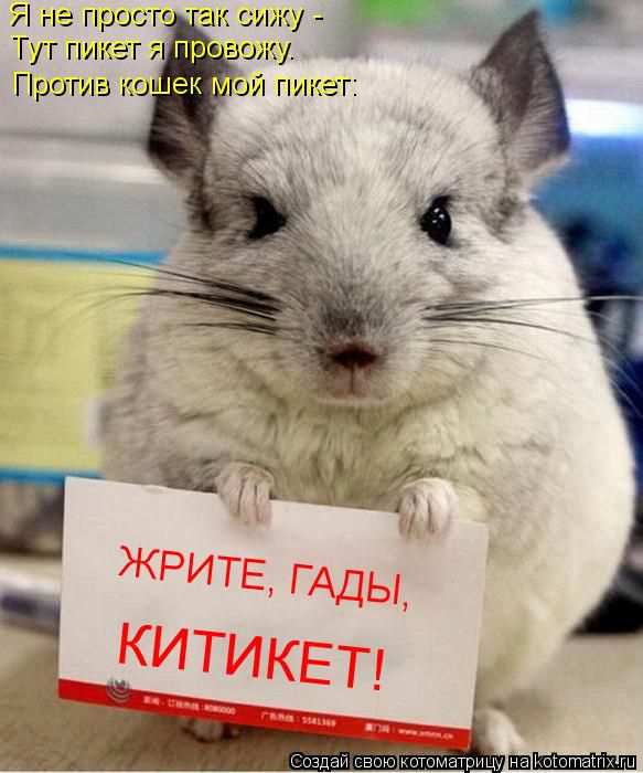 Кошарики :) Кошарики :)