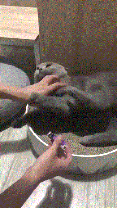 Харизматичные котики Харизматичные котики