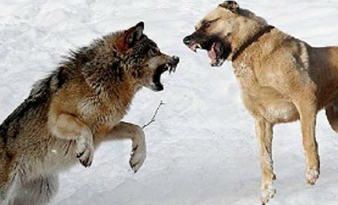 Русская овчарка вышла навстречу стае волков