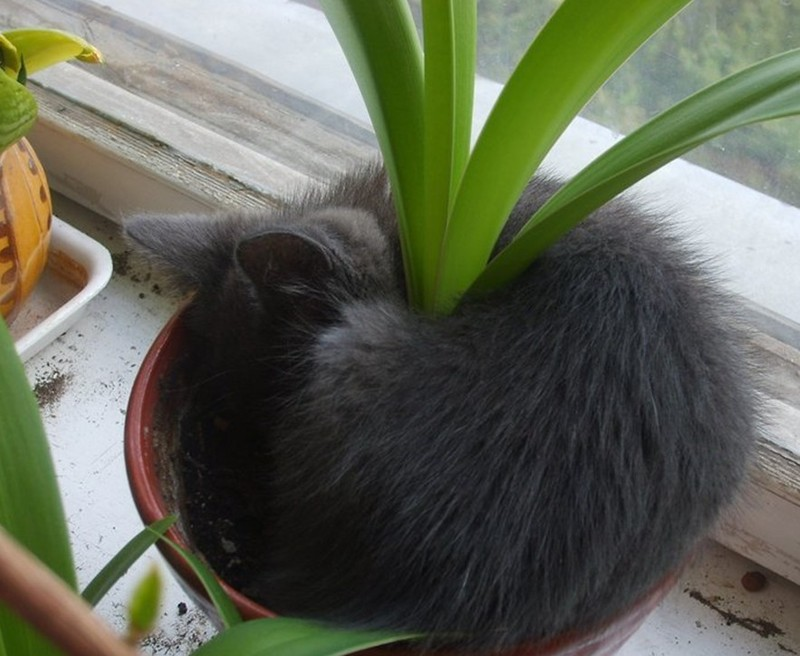 Зелёные убийцы в вашем доме: Какие обычные домашние растения ядовиты для собак и кошек? домашние животные,опасность,растения
