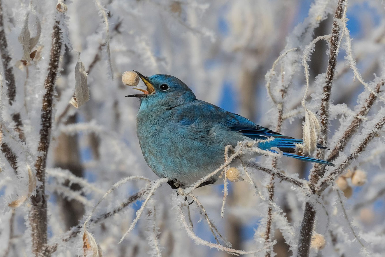 Птичий конкурс Audubon Photography Awards 2021 Audubon, Photography, семейства, птица, Timmis, Северной, птицами, крыльев, хохлатый, Длина, перепел, тетерев, Америки, AwardsБольшая, AwardsАмериканская, меньше, Suriano, Scott, цапля, размах