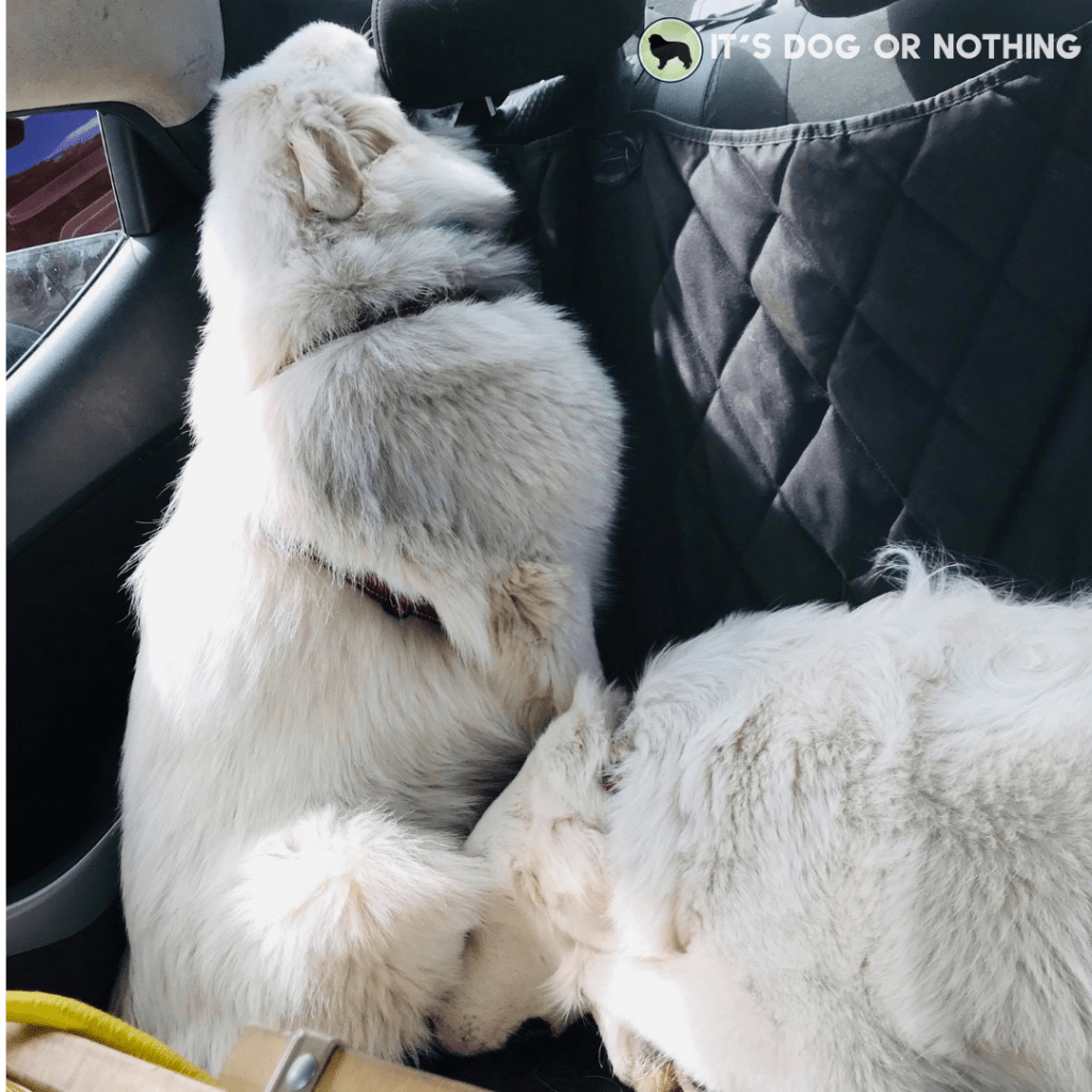 A recap of day one of our move from Washington to Virginia with four Great Pyrenees and a cat! | It's Dog or Nothing