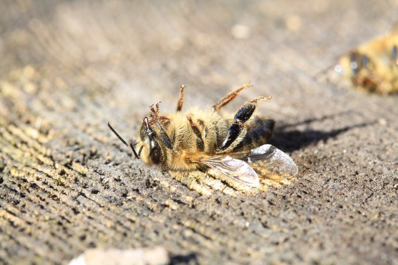 Чем грозит исчезновения пчел на Земле