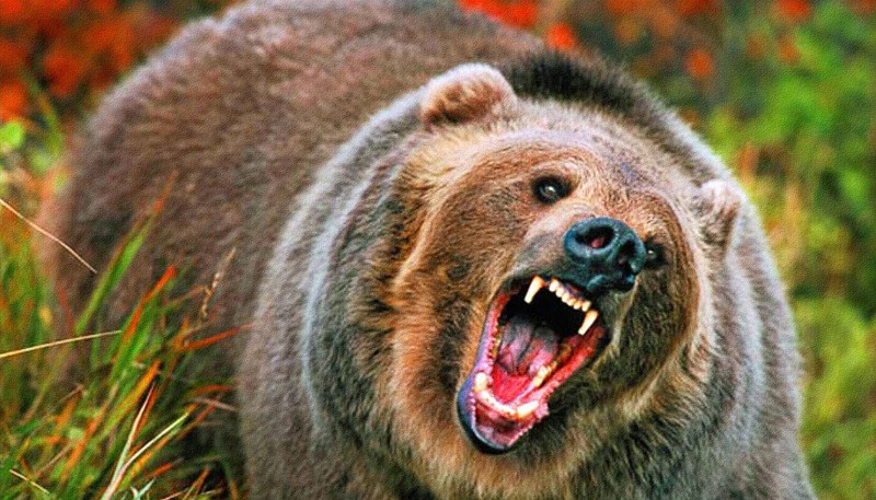 Убежать от медведя невозможно животные, медведь, полезно знать, сделай сам, факты