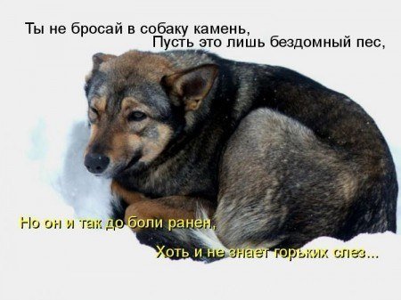Кузя и Трошка Кузя и Трошка бездомные, дружба, животные, жизнь, рассказ