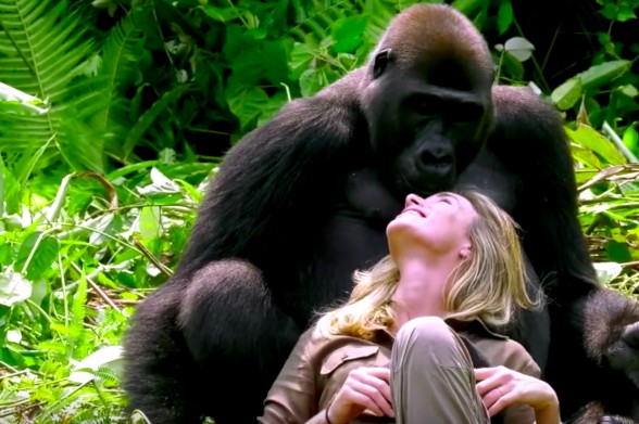 16-gorilla-peek
