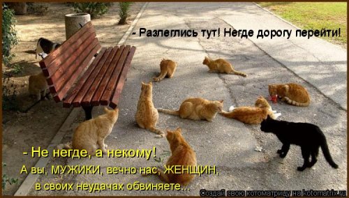 Лучшая котоматрица недели Лучшая котоматрица недели позитив,смешные картинки,юмор
