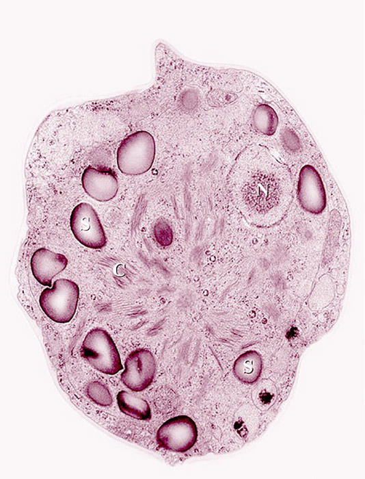 Снежная хламидомонада. Chlamydomonas nivalis. Снежная хламидомонада. Chlamydomonas nivalis.