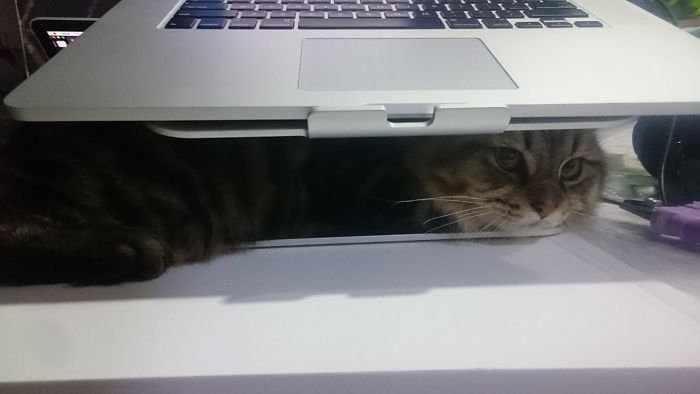 Коты — это уникальные инопланетные существа Коты — это уникальные инопланетные существа